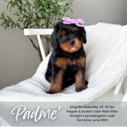 Padme - Phantom female Bernedoodle puppy in South Jordan, Utah from Wonderful World Doodles