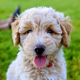 Double Doodles and Goldendoodles from Big Red Paw Doodles