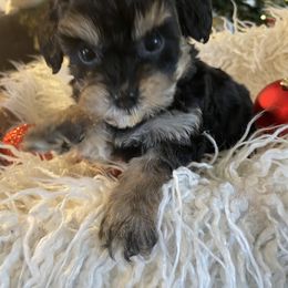 Bernedoodle and Havapoo Puppies from Precious Paws and Purrs