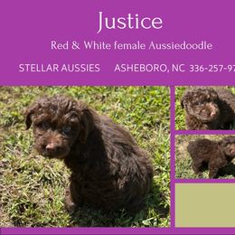Justice - Brown and white female Aussiedoodle puppy in Asheboro, North Carolina from Stellar Aussies