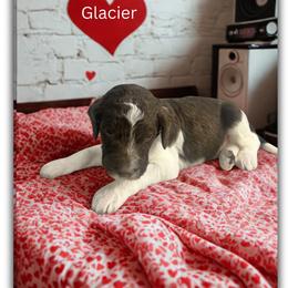 Glacier - Parti male Goldendoodle puppy in Ellenburg Center, New York from Kristin's Puppies
