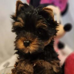 HL green girl - Blue and gold female Yorkshire Terrier puppy in Alburnett, Iowa from Hobbs Shire Yorkies