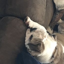Bulldogs from Brady’s Bulldogs