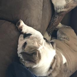 Bulldogs from Brady’s Bulldogs