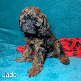 Jade - Brown and tan female Cockapoo puppy in Sunset, Louisiana from Cano Cockapoos