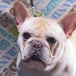 Laurent - French Bulldog