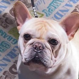 Laurent - French Bulldog
