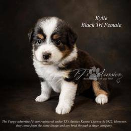 Kylie - Black tri female Miniature Australian Shepherd puppy in Mechanicsburg, Pennsylvania from TJ's Aussies