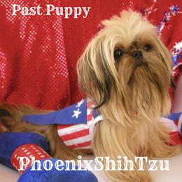 Shih Tzu Puppies from Phoenix Shih Tzu