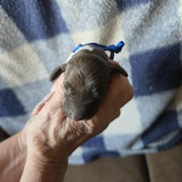 Blue Boy 7 - White and liver male German Shorthaired Pointer puppy in Lindsay, California from Dori's Danes