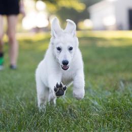 Dolly - White female Berger Blanc Suisse puppy in Chestnut, Illinois from Fireside Fernweh