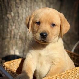 Faramir - Yellow male Labrador Retriever puppy in Isle, Minnesota from Dog Ear Outfitters