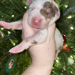 Girl 4 - Harlequin female Great Dane puppy in Spartanburg, South Carolina from Pawlmetto Danes