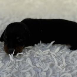 Bobby - Black and tan male Dachshund puppy in Colbert, Oklahoma from Brooke Crenshaw