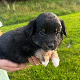 Java - Black tri female Miniature Australian Shepherd puppy in Mount Carmel, Tennessee from Hill Top Mini Aussies