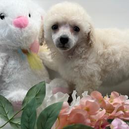 Poodle puppies from Lixira Poodles LLC