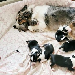 Miniature Australian Shepherds from Tanya's Awesome Aussies