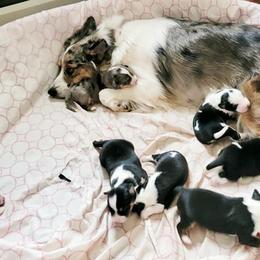 Miniature Australian Shepherds from Tanya's Awesome Aussies