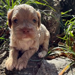 Penny - Buff female Cockapoo puppy in Williamston, South Carolina from Sassy Bob’s Dogs