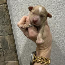 Girl 3 - Blenheim female Cavapoo puppy in Fayetteville, Arkansas from Silver Hill Farm