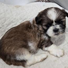Snickers - Black gold and white female Shih Tzu puppy in Carthage, Missouri from Cooley's Cuddle Pups