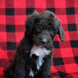 Rotini - Chocolate female Labradoodle puppy in Lanexa, Virginia from Lees Reach Farm