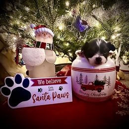 Blueberry - White black and tan male Papillon puppy in Coatesville, Indiana from Wendy’s Wings