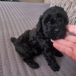 Max - Black male Poodle puppy in Arkansas from Harper's Pups