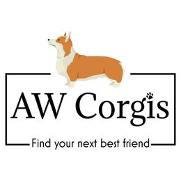 Pembroke Welsh Corgi puppies from AW Corgis