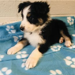 Australian Shepherd Puppies from Topaz Aussie’s