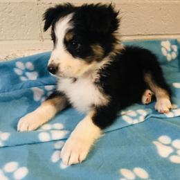 Australian Shepherd Puppies from Topaz Aussie’s