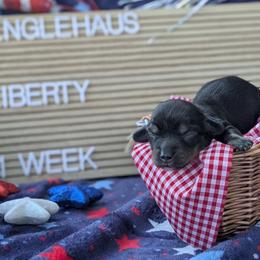 Liberty - Black and tan female Dachshund puppy in Indianapolis, Indiana from Englehaus Dachshunds