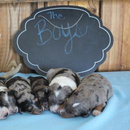 Aussiedoodle Puppies from Finney Ranch