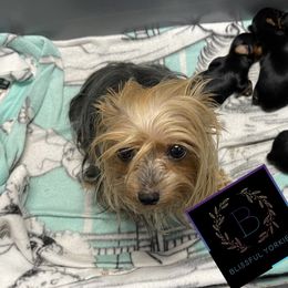 Yorkshire Terrier Puppies from Blissful_Yorkies