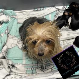 Yorkshire Terrier Puppies from Blissful_Yorkies