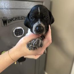 Dizzy - Black roan female German Shorthaired Pointer puppy in Bainbridge, Georgia from Chapman Bird Dogs