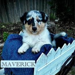 Maverick - Blue merle male Collie puppy in Lubbock, Texas from Lonestar Country Collies