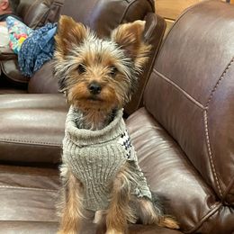 Yorkshire Terriers from Leamarr Farms Yorkies