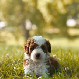Honey - Apricot female Poodle puppy in Monterey, Tennessee from Cumberland Companions