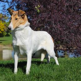 Jewel - Collie