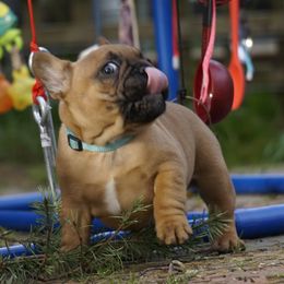 French Bulldog and Labrador Retriever Puppies from Frenchies & Labs