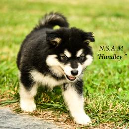 Alaskan Malamute Puppies from North Shore Alaskan Malamutes