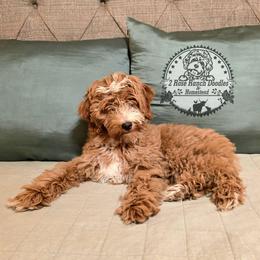 Apricot wavy - Red male Bernedoodle puppy in Graham, Texas from 2 Rose Ranch Doodles
