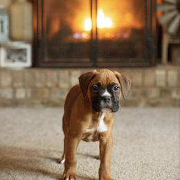 Jackson - Fawn male Boxer puppy in Georgia from Stephanie’s Boxers