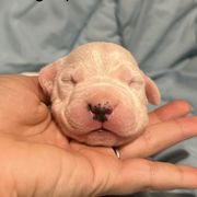 Light Pink Girl - Dogo Argentino puppy in Iowa from Lucky 7 Dogos