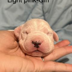 Light Pink Girl - Dogo Argentino puppy in Iowa from Lucky 7 Dogos