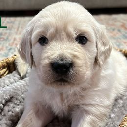 Coal - Light golden Golden Retriever puppy in Mesa, Arizona from Superstition Goldens