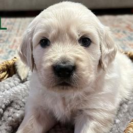 Coal - Light golden Golden Retriever puppy in Mesa, Arizona from Superstition Goldens