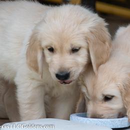 Golden Retriever Puppies from Texas TLC Goldens