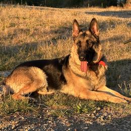 Bianka - German Shepherd